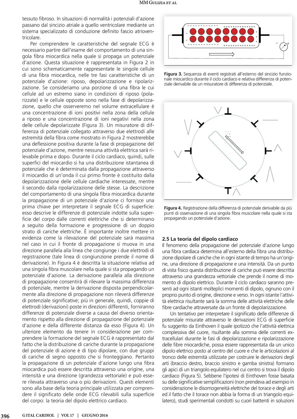 Questa situazione è rappresentata in Figura 2 in cui sono schematicamente rappresentate le singole cellule di una fibra miocardica, nelle tre fasi caratteristiche di un potenziale d azione: riposo,