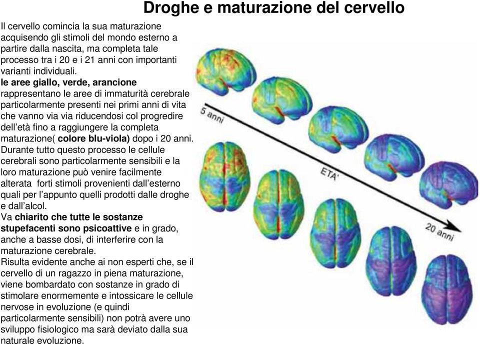 la completa maturazione( colore blu-viola) dopo i 20 anni.