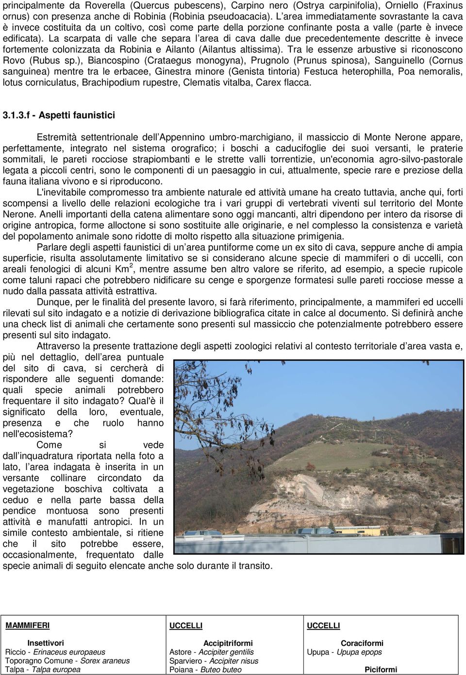 La scarpata di valle che separa l area di cava dalle due precedentemente descritte è invece fortemente colonizzata da Robinia e Ailanto (Ailantus altissima).