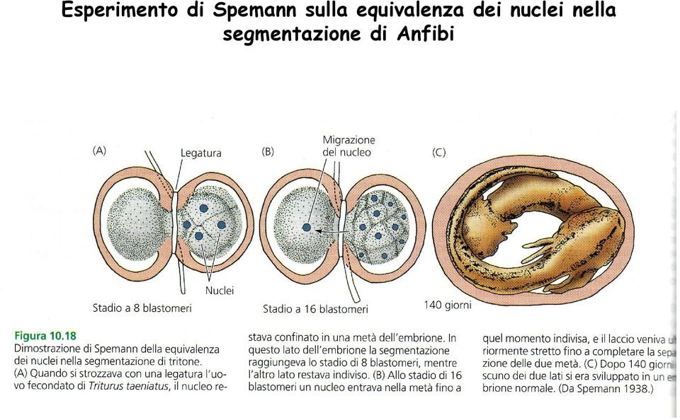 equivalenza dei