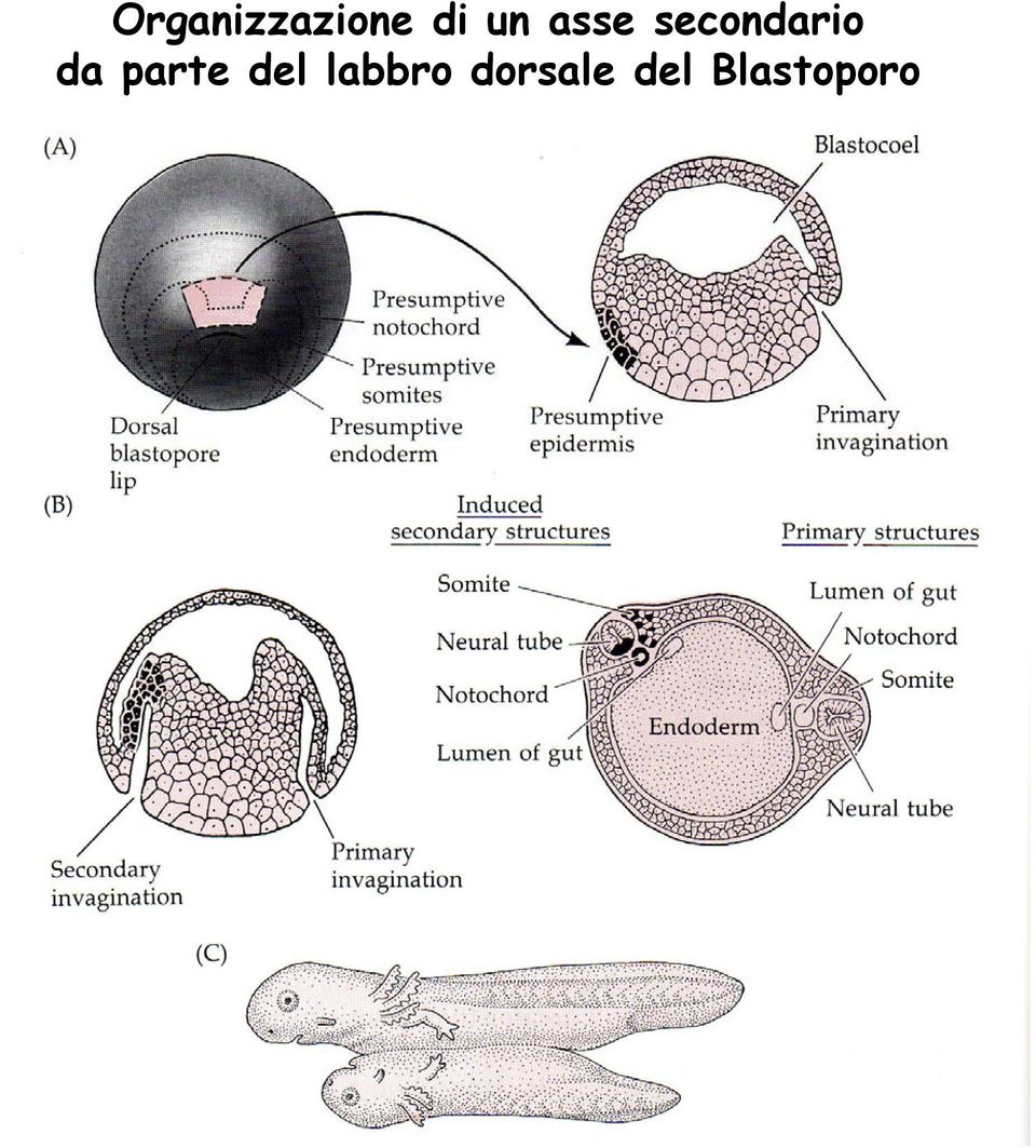 da parte del labbro