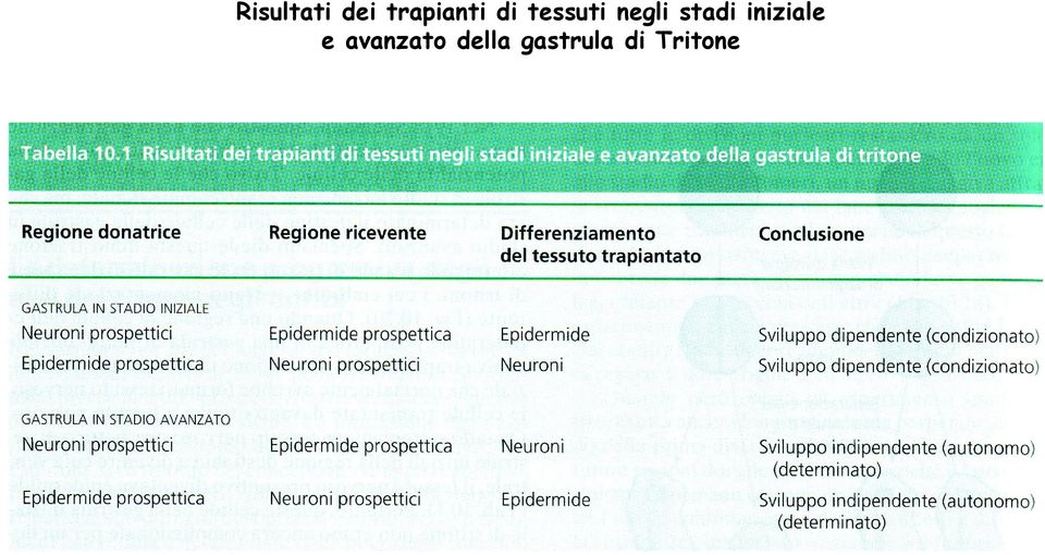 negli stadi iniziale e