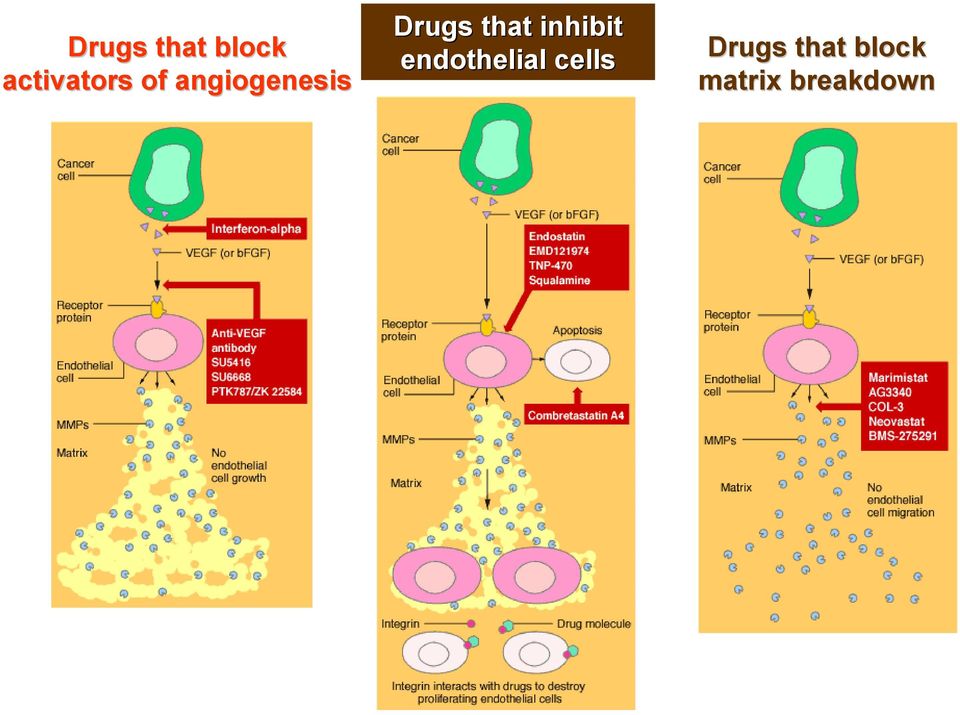 inhibit endothelial cells