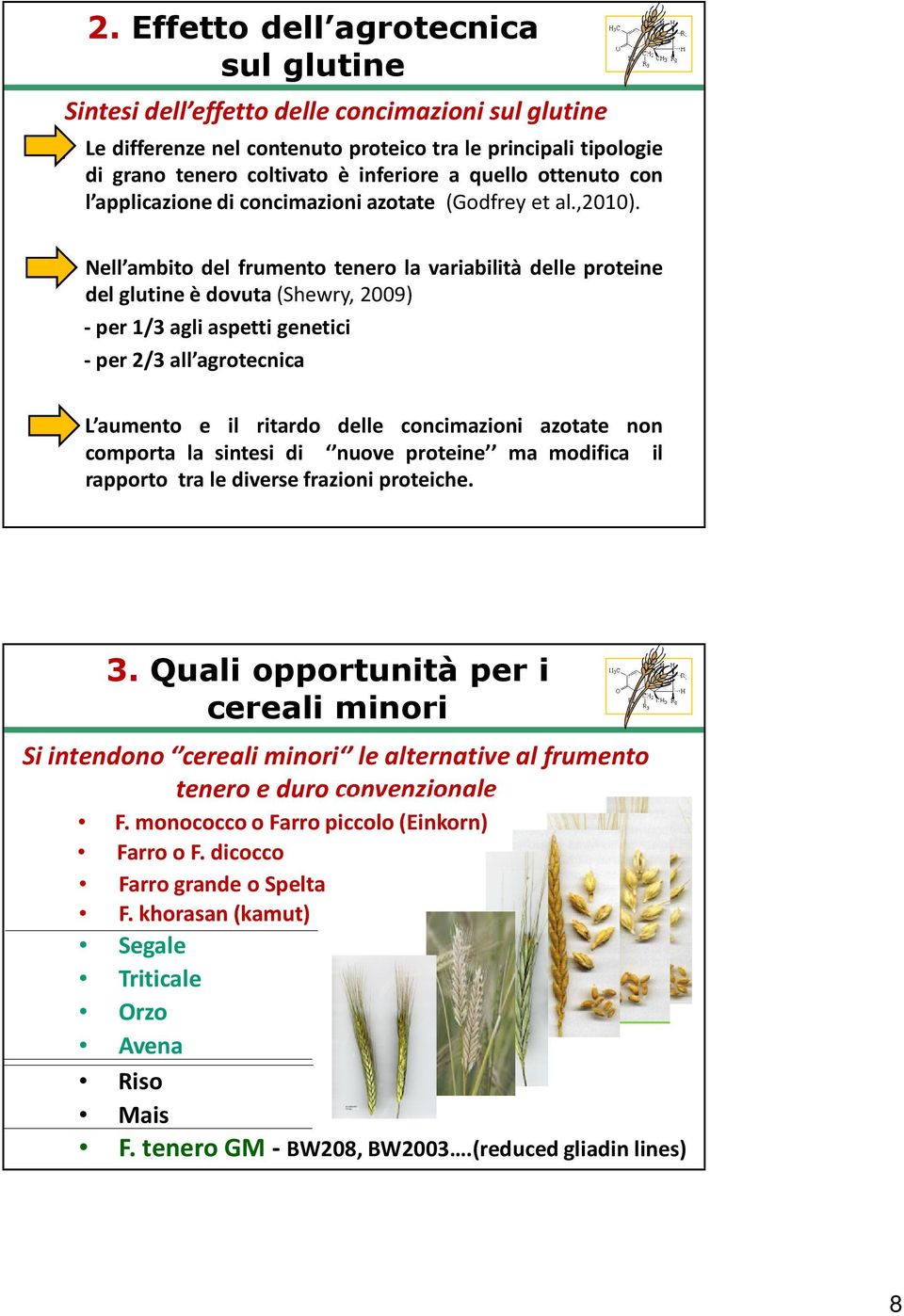 b) Nell ambito del frumento tenero la variabilità delle proteine del glutine è dovuta (Shewry, 2009) - per 1/3 agli aspetti genetici - per 2/3 all agrotecnica c) L aumento e il ritardo delle