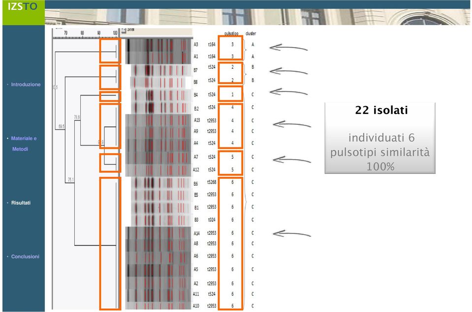 individuati 6 pulsotipi