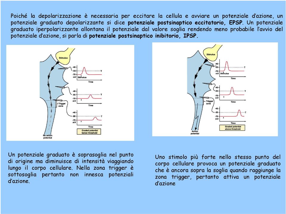 Un potenziale graduato è soprasoglia nel punto di origine ma diminuisce di intensità viaggiando lungo il corpo cellulare.