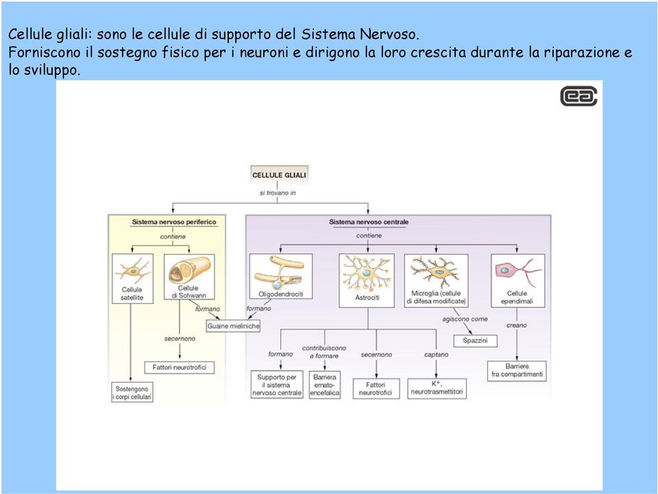 Forniscono il sostegno fisico per i neuroni