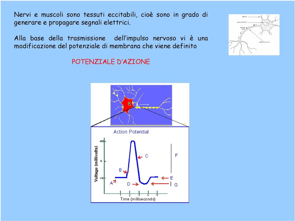 Alla base della trasmissione dell impulso nervoso vi è una