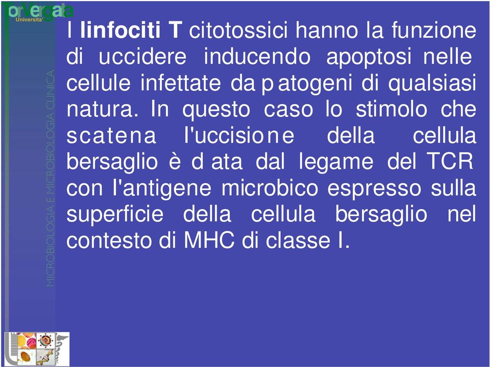 In questo caso lo stimolo che scatena I'uccisione della cellula bersaglio è d ata dal legame del TCR