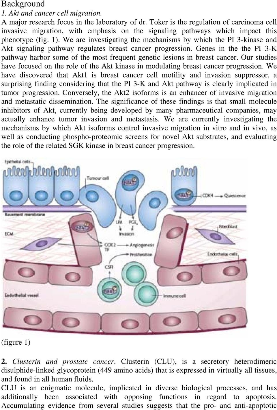 We are investigating the mechanisms by which the PI 3-kinase and Akt signaling pathway regulates breast cancer progression.