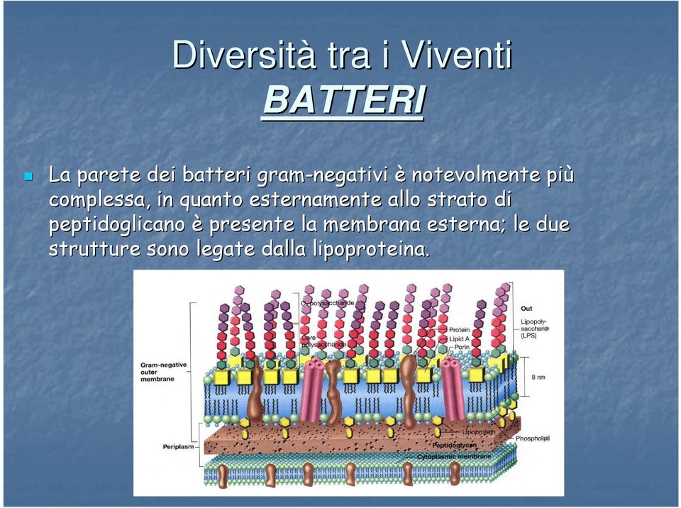 allo strato di peptidoglicano è presente la