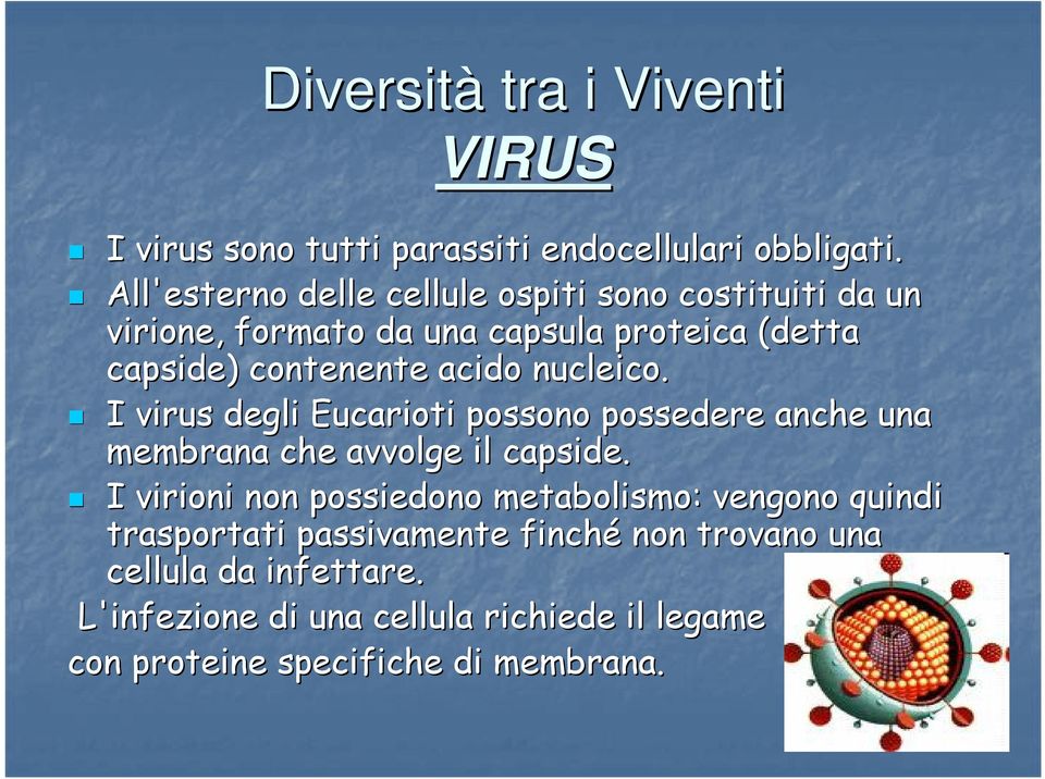 acido nucleico. I virus degli Eucarioti possono possedere anche una membrana che avvolge il capside.