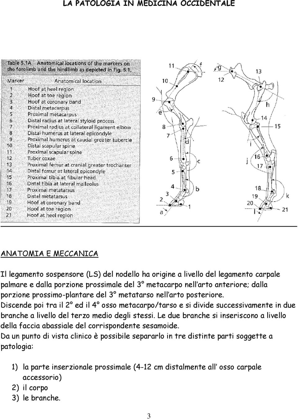 Discende poi tra il 2 ed il 4 osso metacarpo/tarso e si divide successivamente in due branche a livello del terzo medio degli stessi.