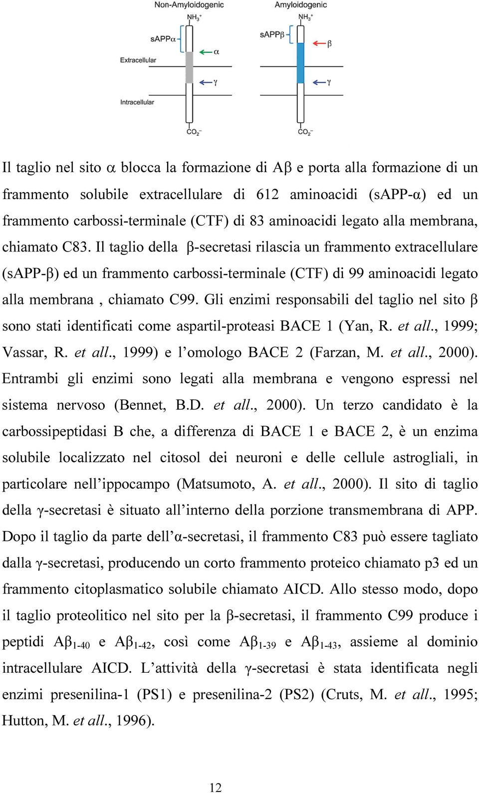 Il taglio della β-secretasi rilascia un frammento extracellulare (sapp-β) ed un frammento carbossi-terminale (CTF) di 99 aminoacidi legato alla membrana, chiamato C99.