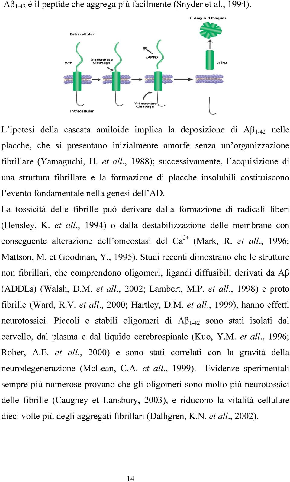 , 1988); successivamente, l acquisizione di una struttura fibrillare e la formazione di placche insolubili costituiscono l evento fondamentale nella genesi dell AD.