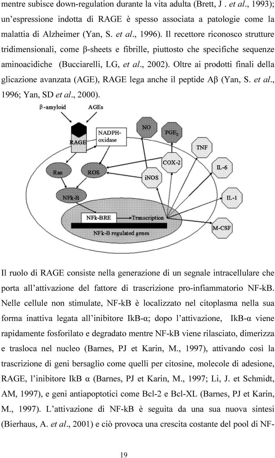 Oltre ai prodotti finali della glicazione avanzata (AGE), RAGE lega anche il peptide Aβ (Yan, S. et al., 1996; Yan, SD et al., 2000).