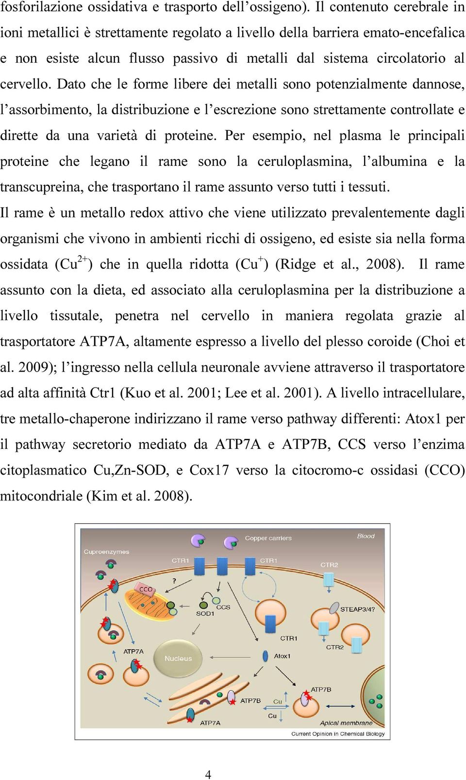 Dato che le forme libere dei metalli sono potenzialmente dannose, l assorbimento, la distribuzione e l escrezione sono strettamente controllate e dirette da una varietà di proteine.