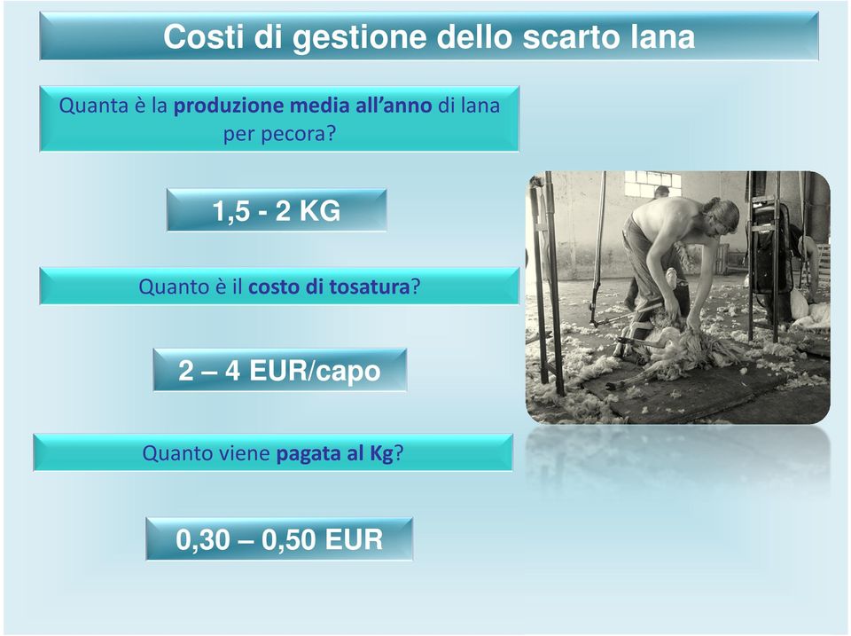 pecora? 1,5-2 KG Quanto è il costo di tosatura?