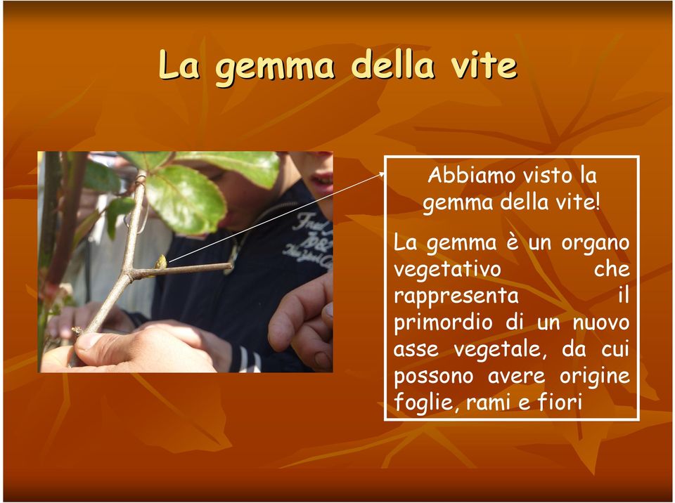 La gemma è un organo vegetativo che rappresenta