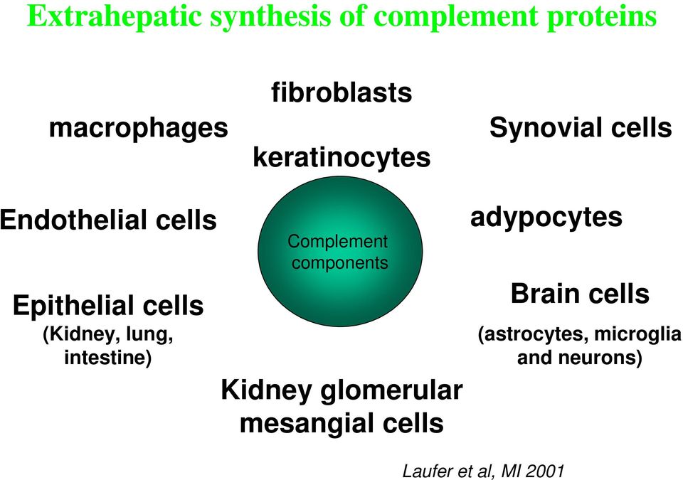 lung, intestine) Complement components Kidney glomerular mesangial cells