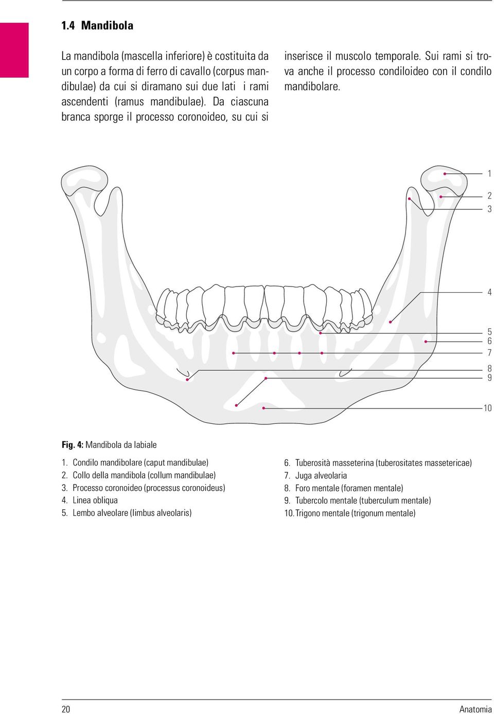 4: Mandibola da labiale 1. Condilo mandibolare (caput mandibulae) 2. Collo della mandibola (collum mandibulae) 3. Processo coronoideo (processus coronoideus) 4. Linea obliqua 5.