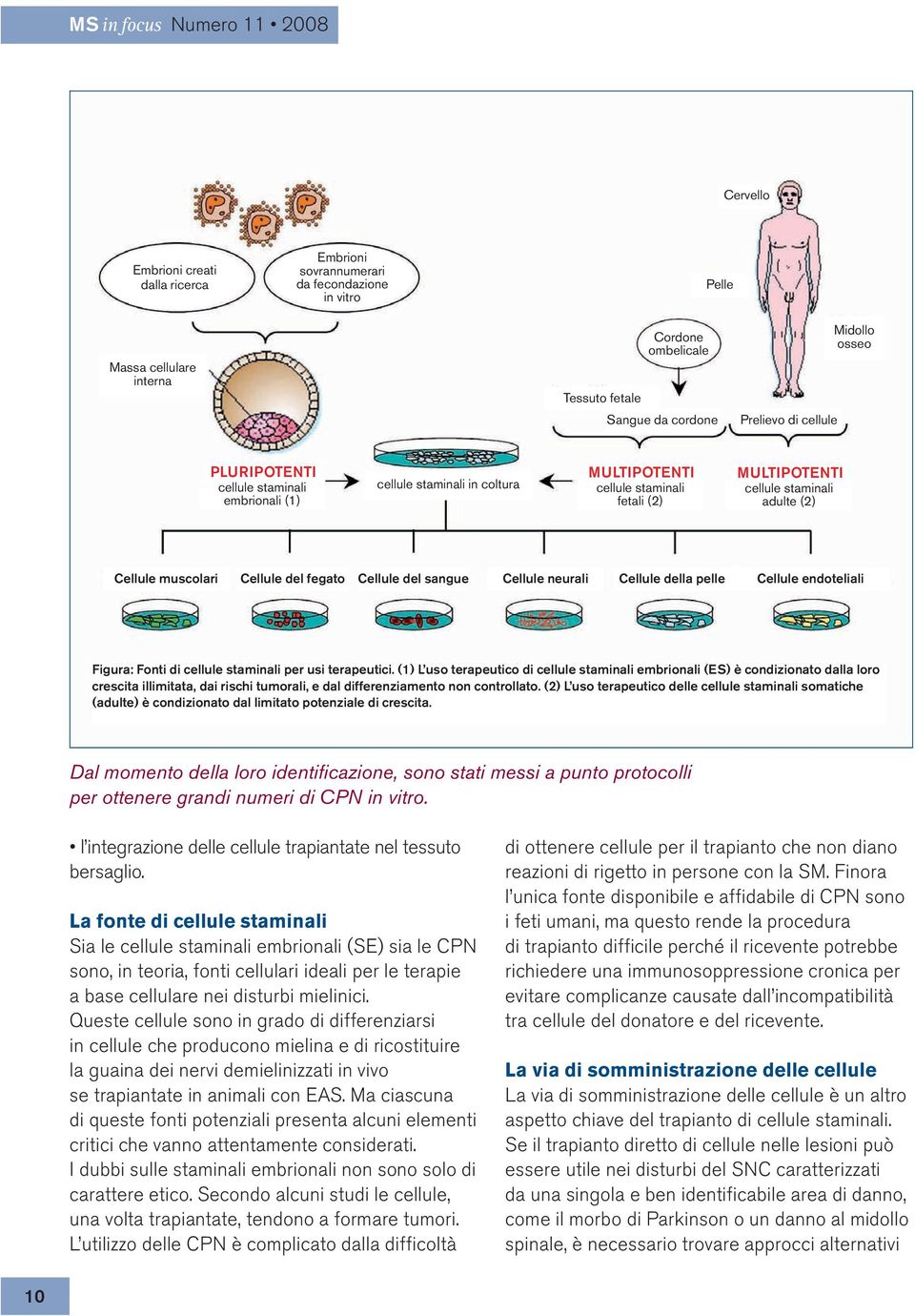 fegato Cellule del sangue Cellule neurali Cellule della pelle Cellule endoteliali Figura: Fonti di cellule staminali per usi terapeutici.