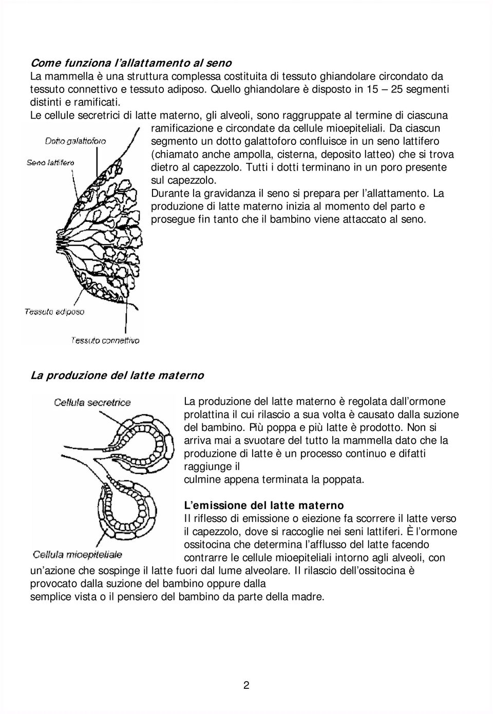 Le cellule secretrici di latte materno, gli alveoli, sono raggruppate al termine di ciascuna ramificazione e circondate da cellule mioepiteliali.