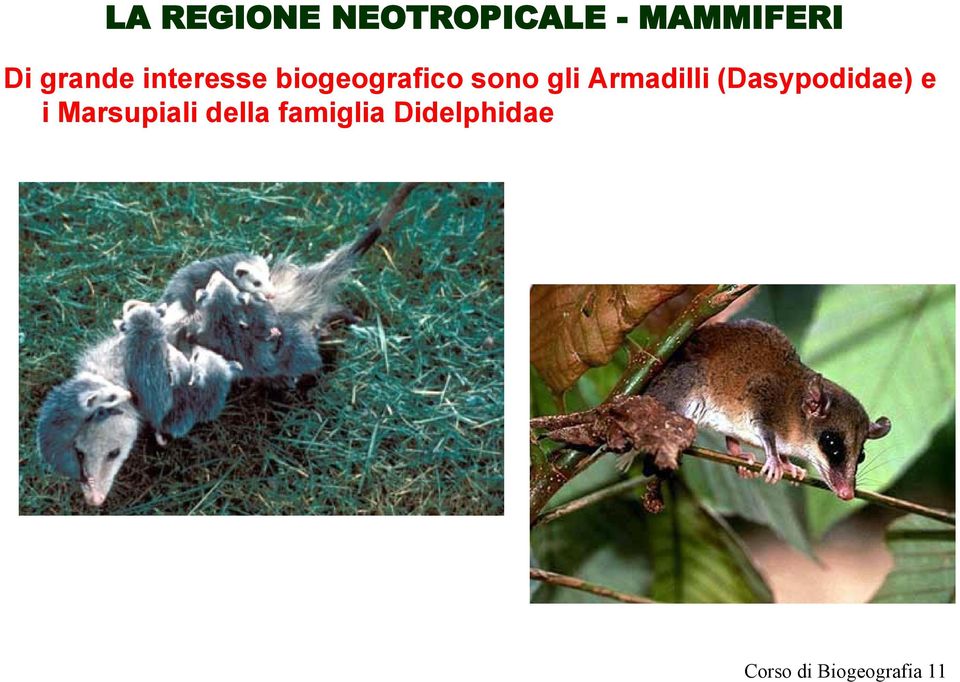 Armadilli (Dasypodidae) e i Marsupiali