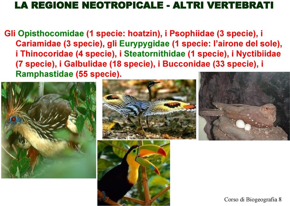 sole), i Thinocoridae (4 specie), i Steatornithidae (1 specie), i Nyctibiidae (7 specie), i