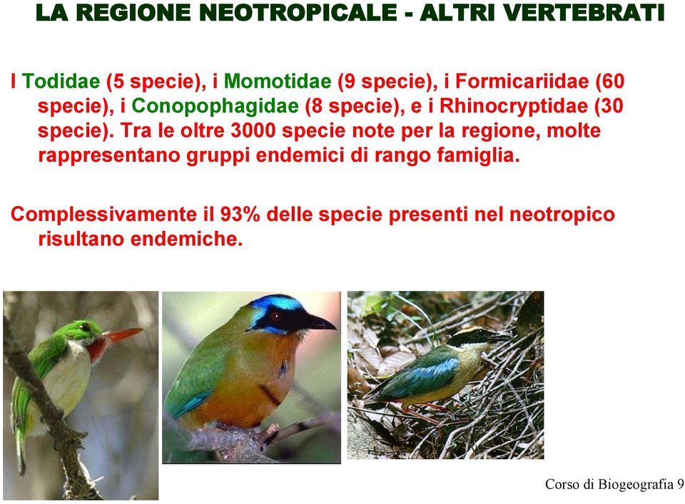 Tra le oltre 3000 specie note per la regione, molte rappresentano gruppi endemici di rango