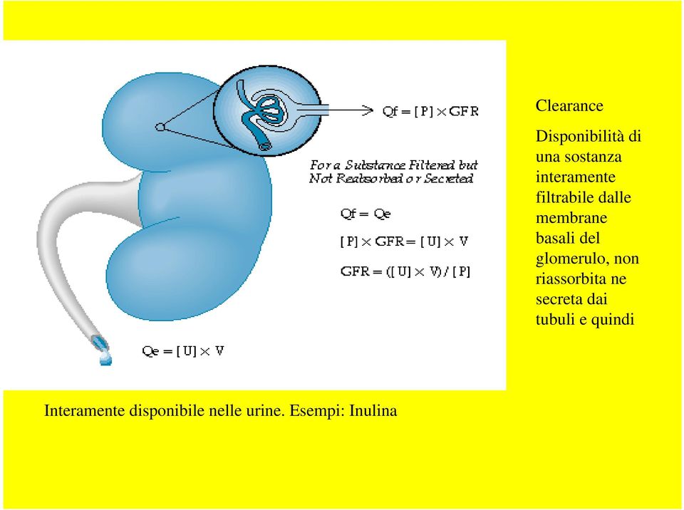glomerulo, non riassorbita ne secreta dai tubuli