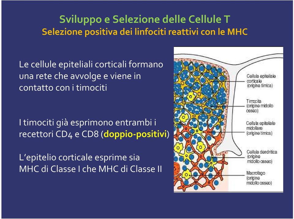 in contatto con i timociti I timociti giàesprimono entrambi i recettori CD4 e CD8