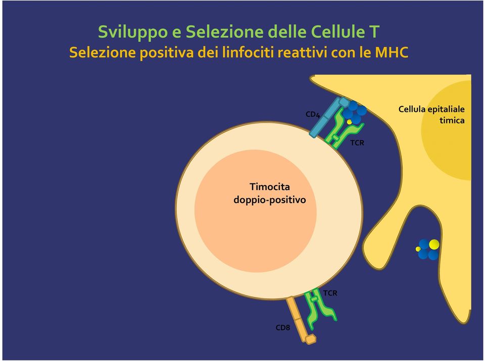 reattivi con le MHC CD4 Cellula