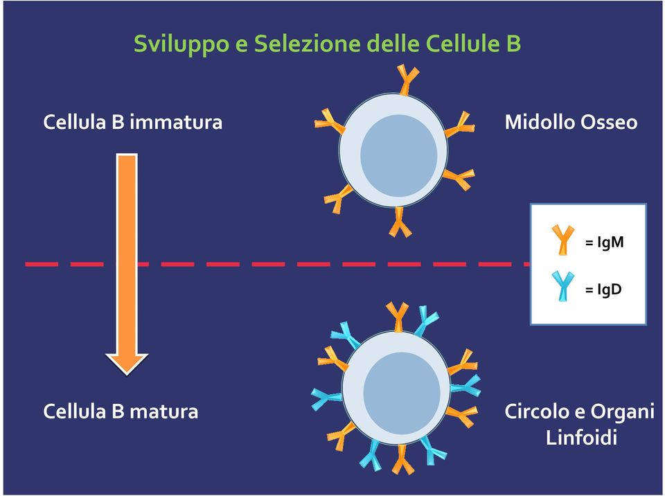 Midollo Osseo = IgM = IgD