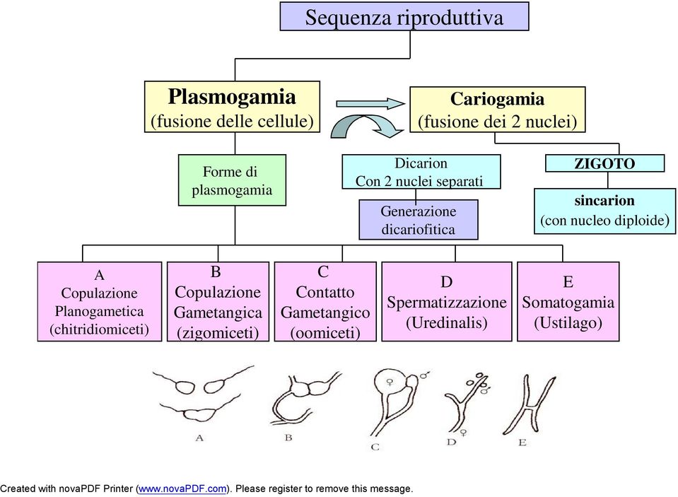 (con nucleo diploide) A Copulazione Planogametica (chitridiomiceti) B Copulazione Gametangica