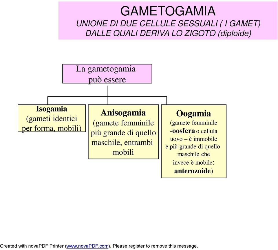 Anisogamia (gamete femminile più grande di quello maschile, entrambi mobili Oogamia (gamete