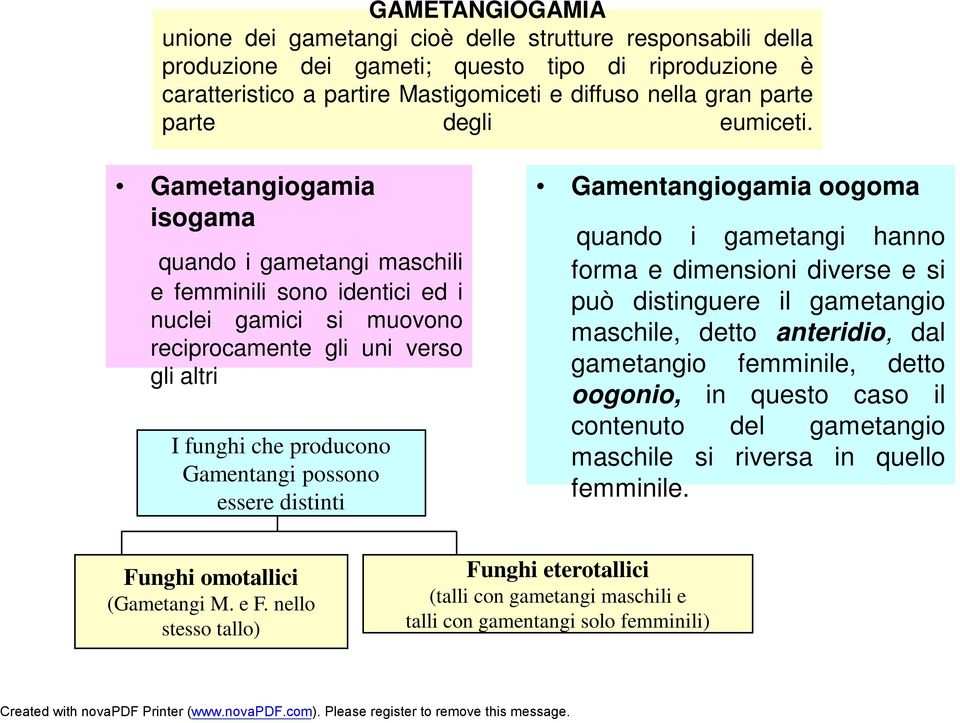 Gametangiogamia isogama quando i gametangi maschili e femminili sono identici ed i nuclei gamici si muovono reciprocamente gli uni verso gli altri I funghi che producono Gamentangi possono essere