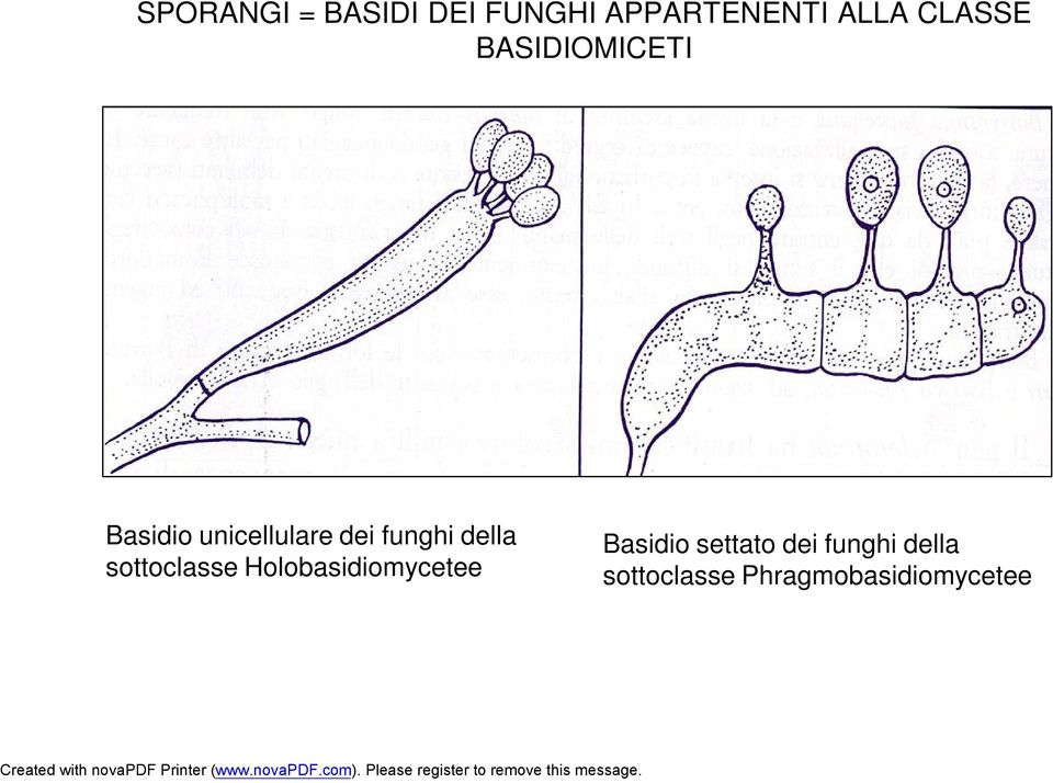 funghi della sottoclasse Holobasidiomycetee