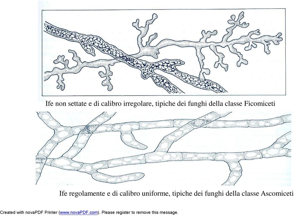 Ficomiceti Ife regolamente e di calibro