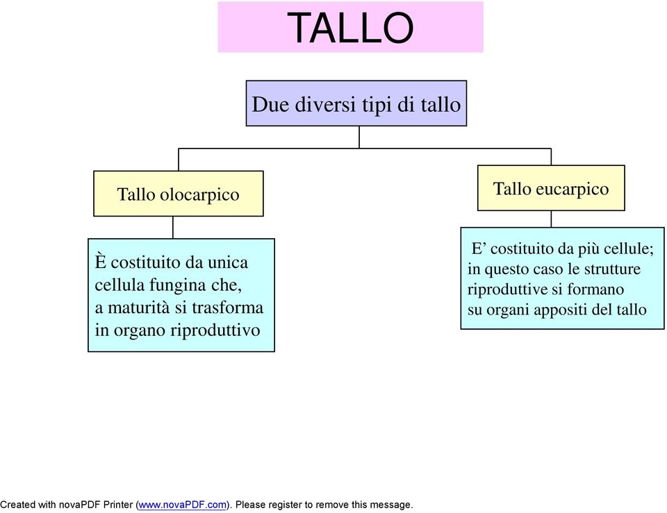 trasforma in organo riproduttivo E costituito da più cellule; in