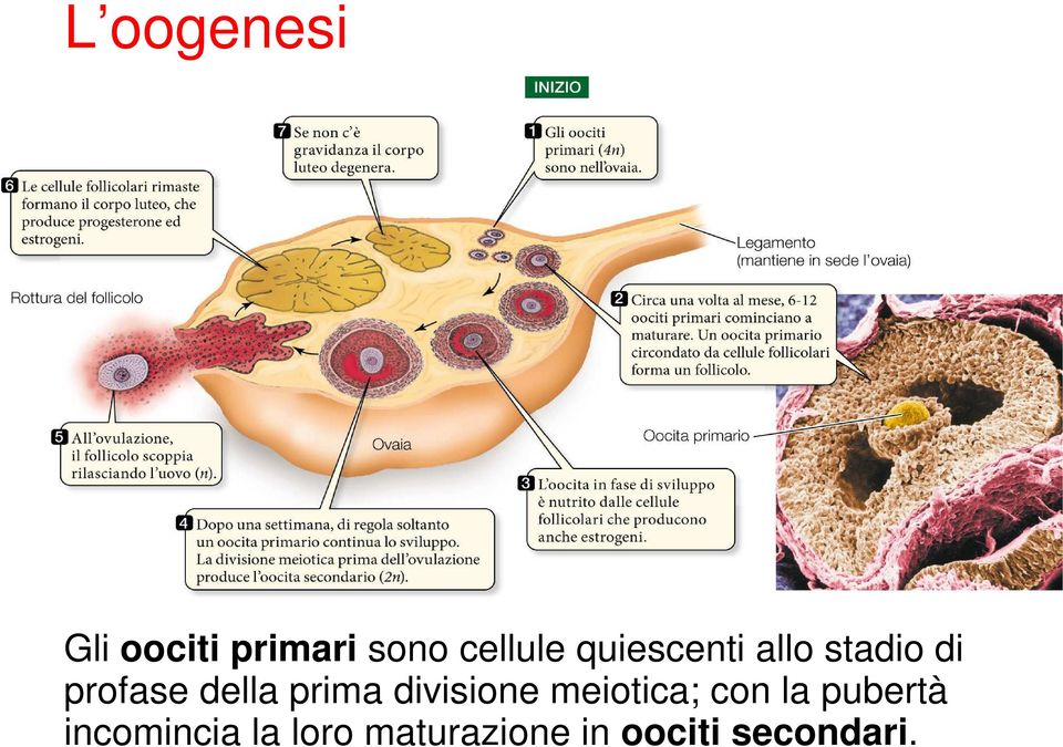 prima divisione meiotica; con la pubertà