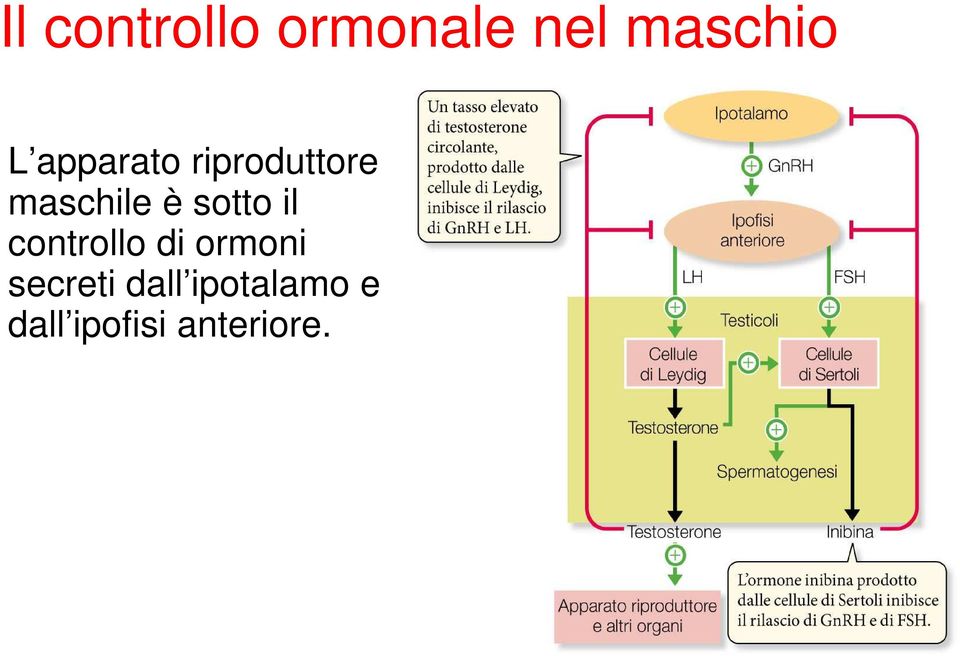 sotto il controllo di ormoni secreti