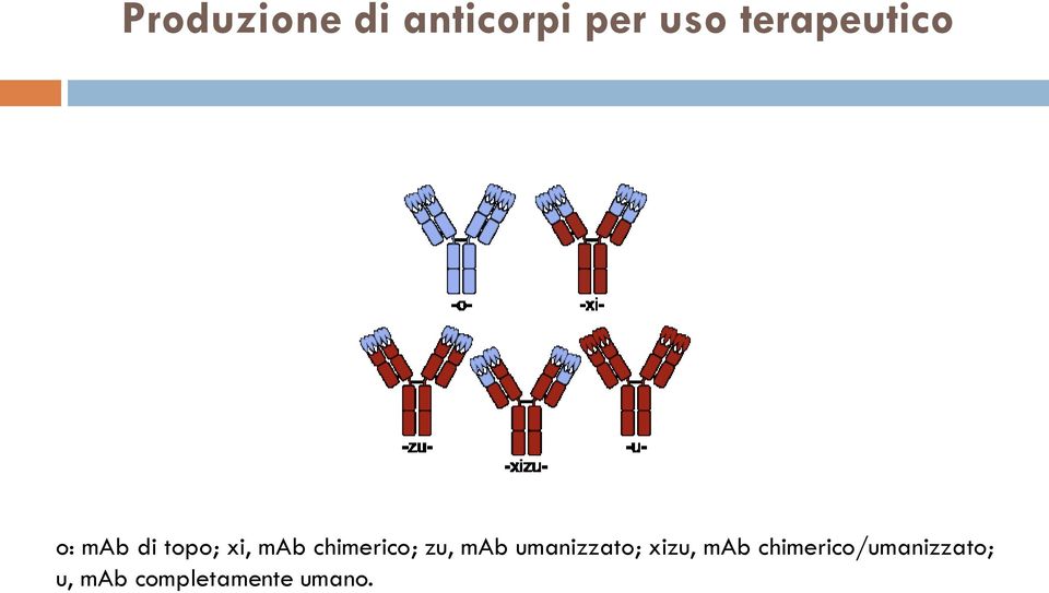 chimerico; zu, mab umanizzato; xizu,