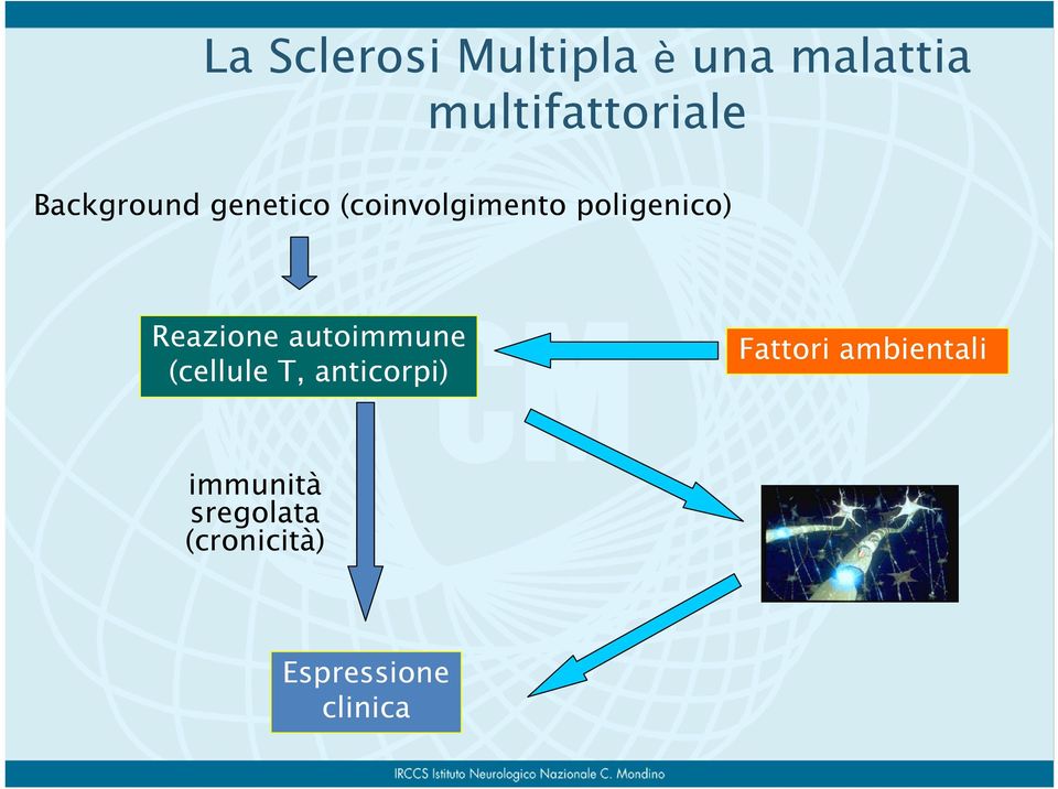 Reazione autoimmune (cellule T, anticorpi) Fattori