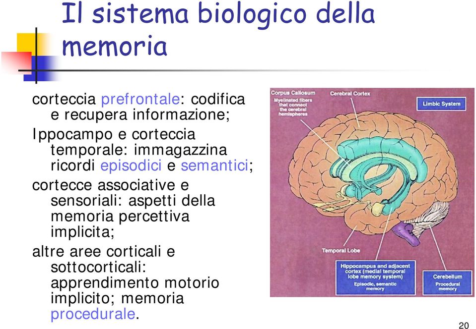 semantici; cortecce associative e sensoriali: aspetti della memoria percettiva