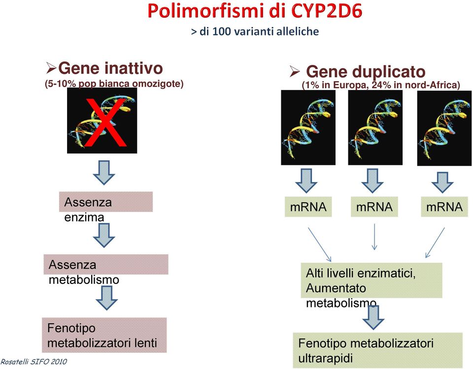 Assenza metabolismo Fenotipo metabolizzatori lenti Alti livelli