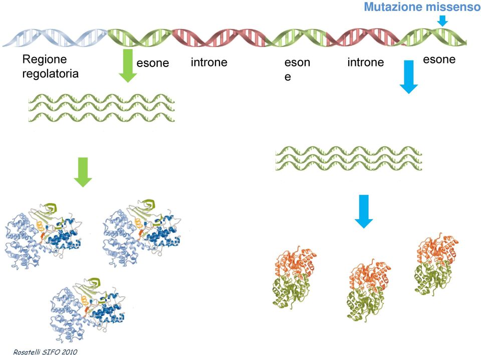 regolatoria esone