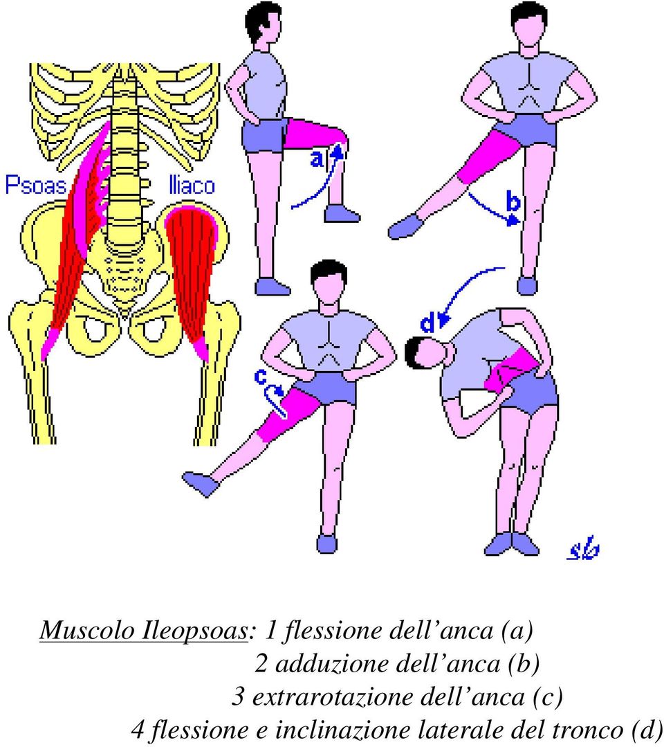 extrarotazione dell anca (c) 4