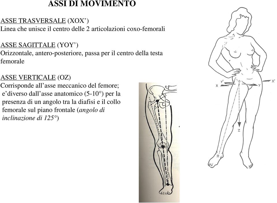 femorale ASSE VERTICALE (OZ) Corrisponde all asse meccanico del femore; e diverso dall asse anatomico