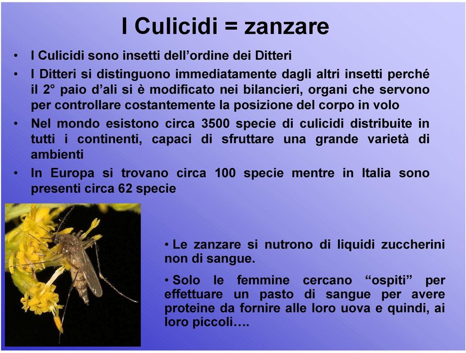 continenti, capaci di sfruttare una grande varietà di ambienti In Europa si trovano circa 100 specie mentre in Italia sono presenti circa 62 specie Le zanzare si nutrono